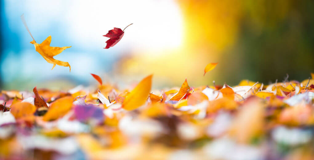 attack of the autumn